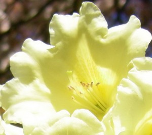 Janice Kyd's photo of a Rhododendron flower